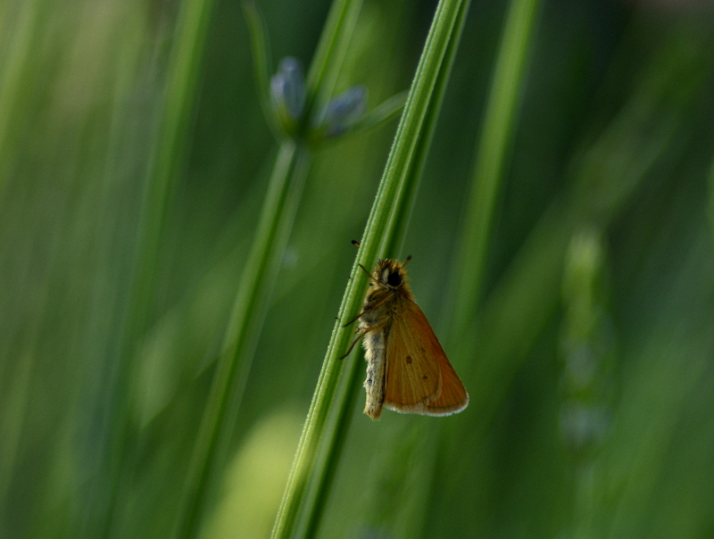 morgens im lavendel