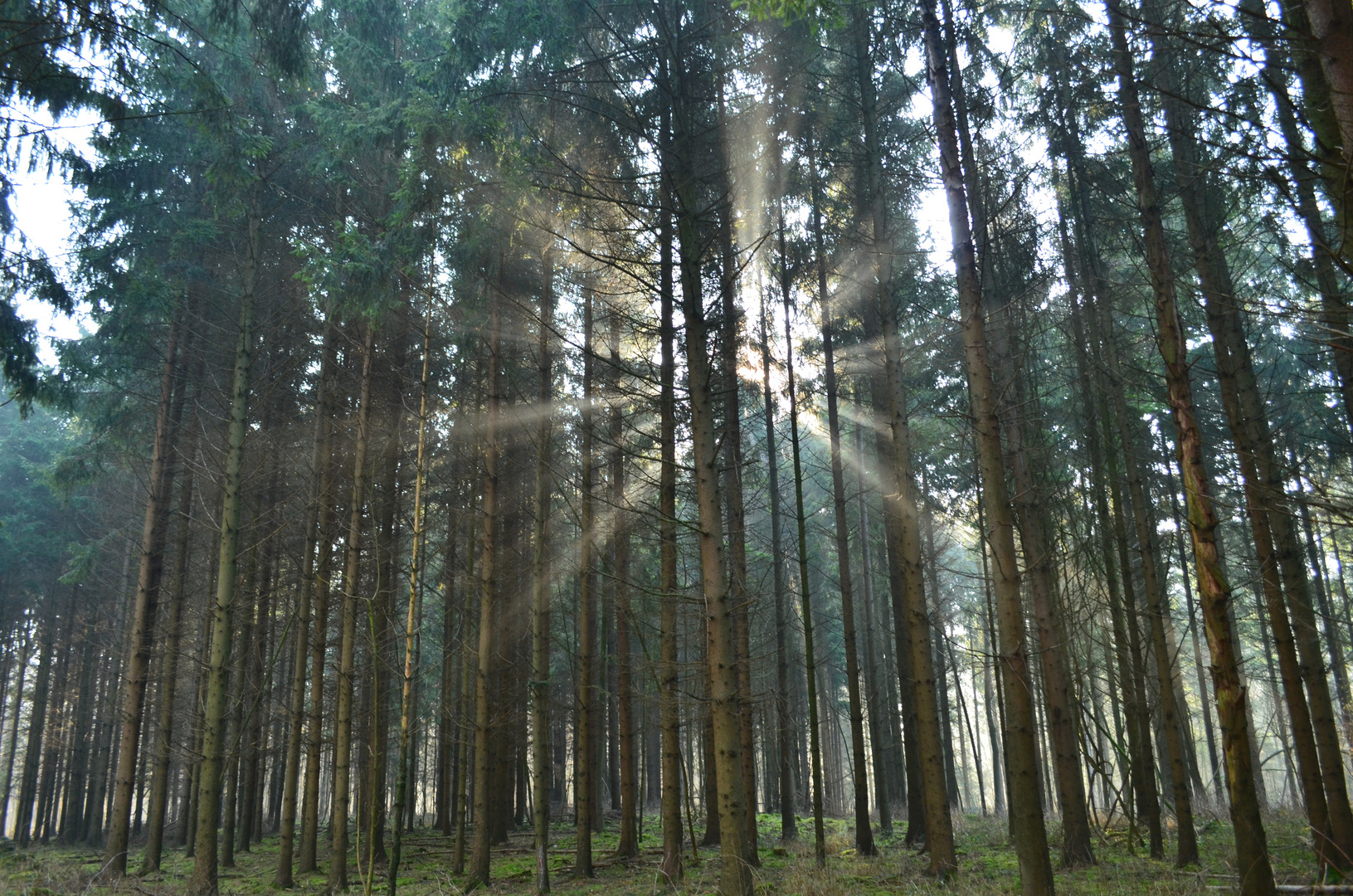 Morgens im leicht vernebelten Wald