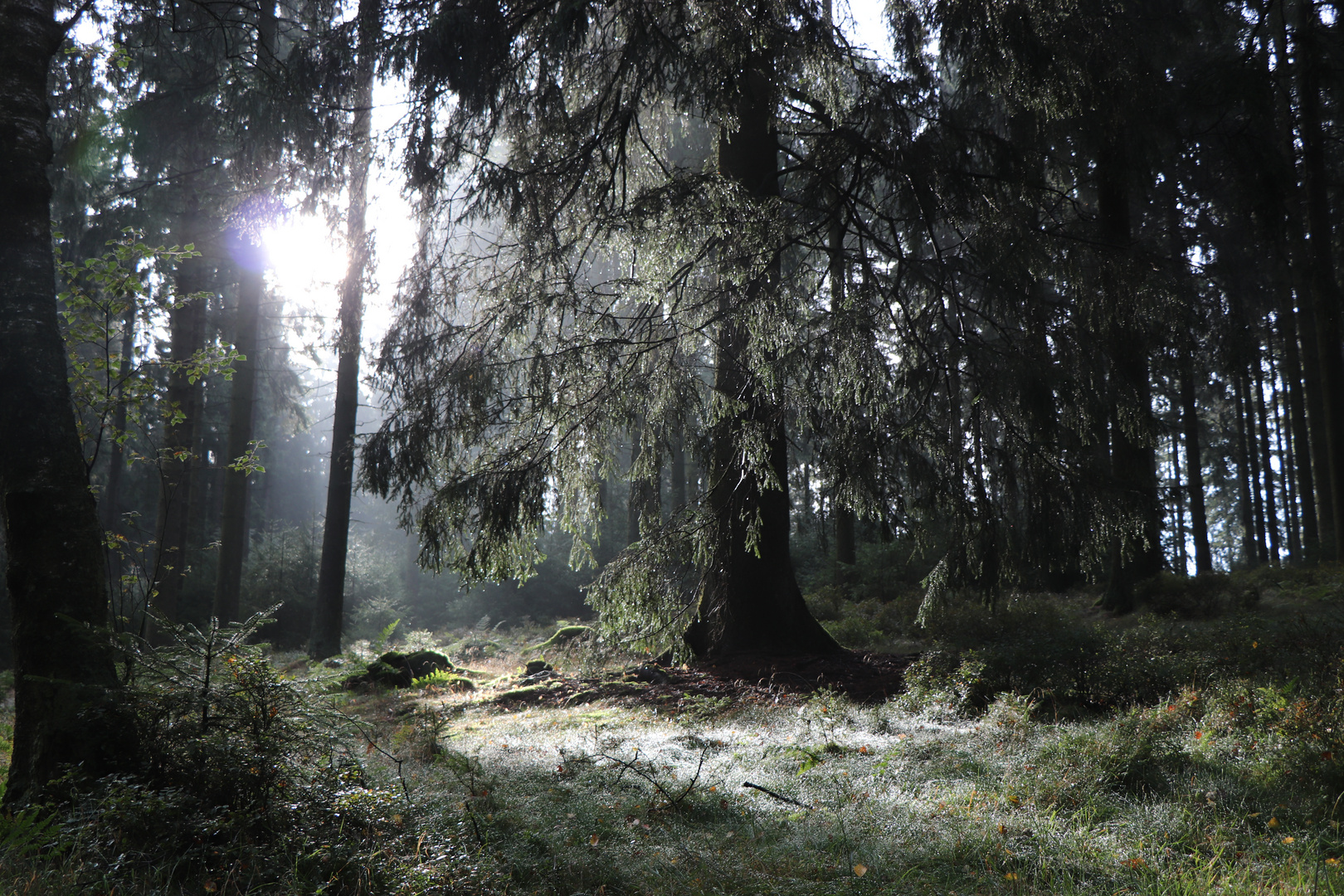 Morgens im märchenhaften Wald