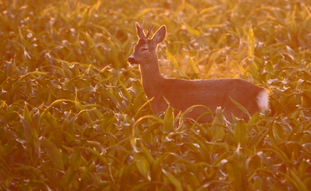 "MORGENS IM MAISFELD"