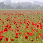 Morgens im Mohn