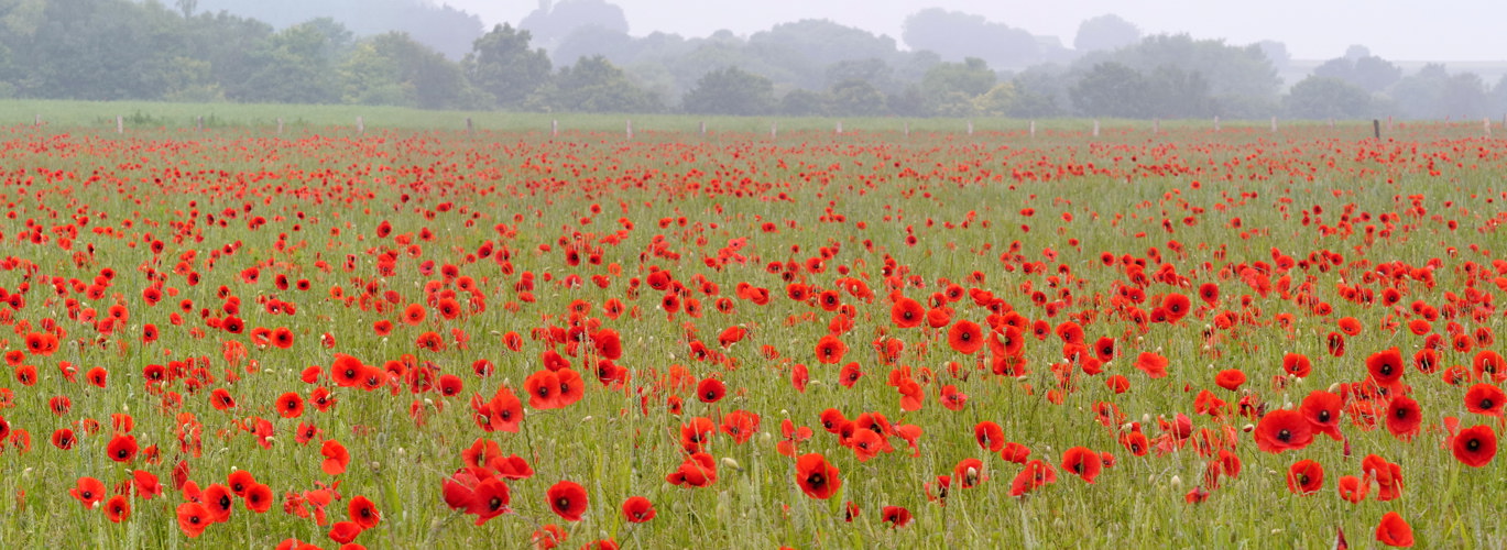 Morgens im Mohn