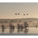 Morgens im Moor 