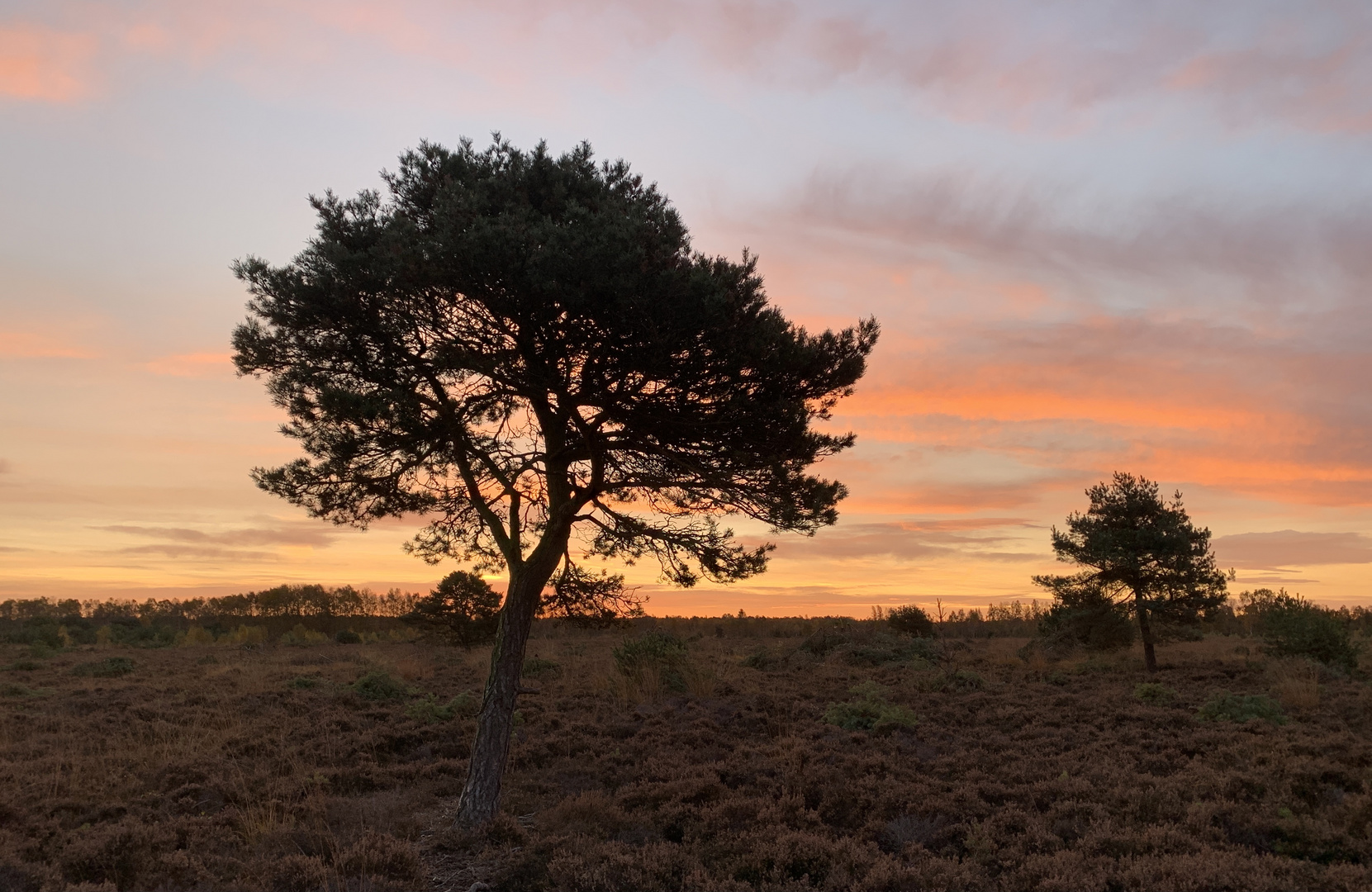 Morgens im Moor 