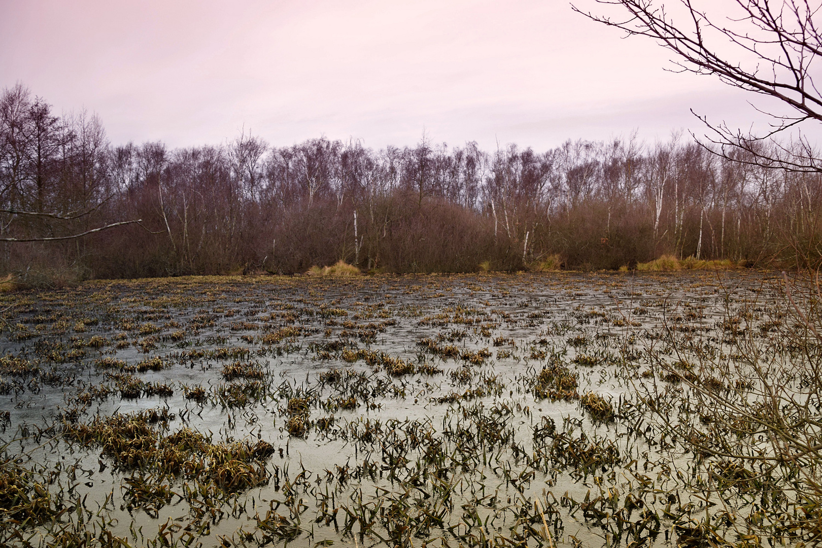 Morgens im Moor