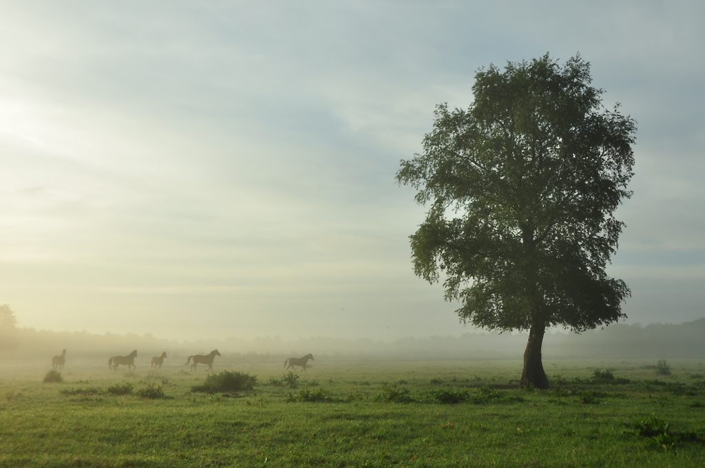 Morgens im Moor