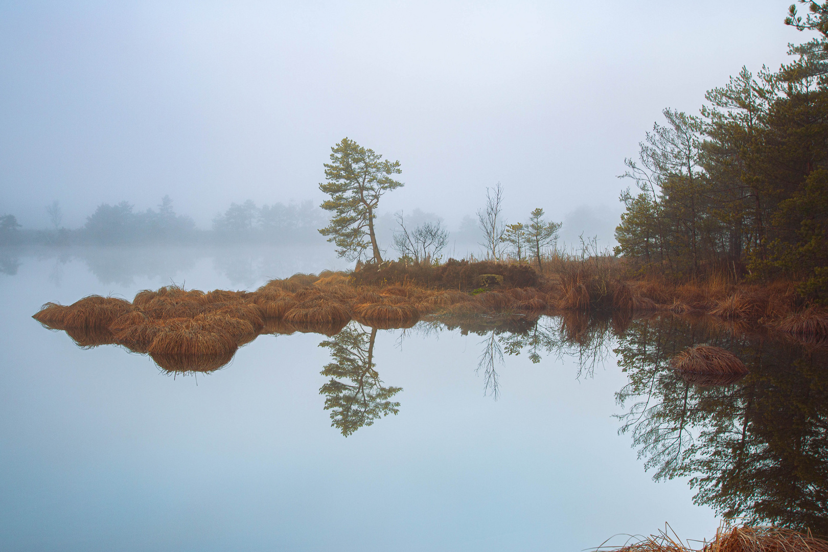 Morgens im Moor