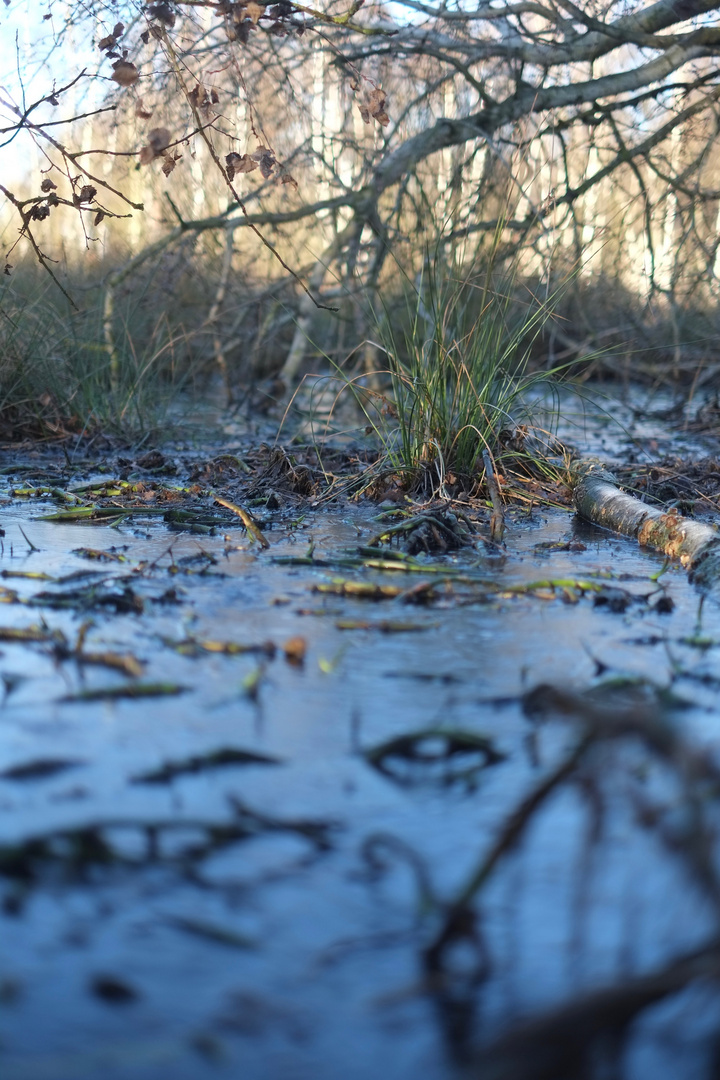 Morgens im Moor