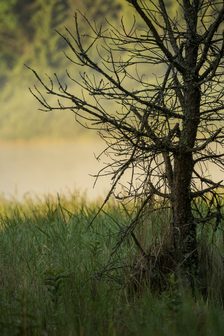 Morgens im Moor