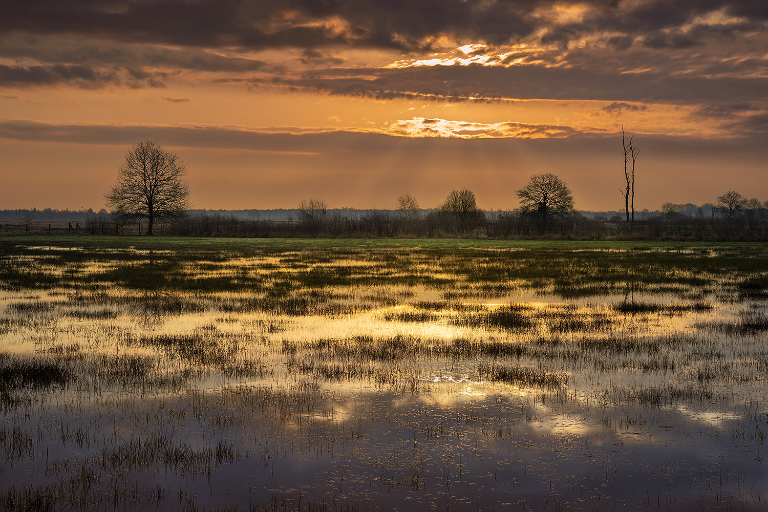 Morgens im Moor