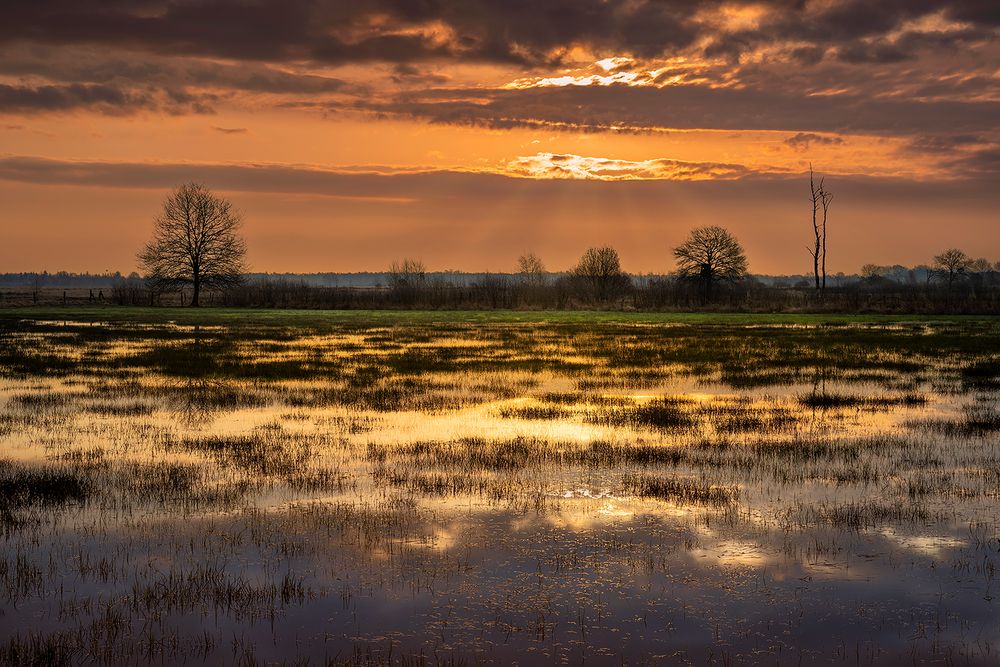 Morgens im Moor