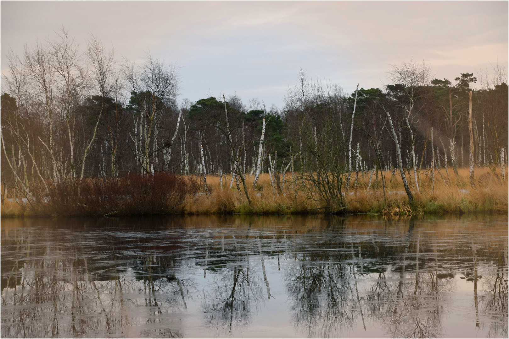 morgens im Moor 