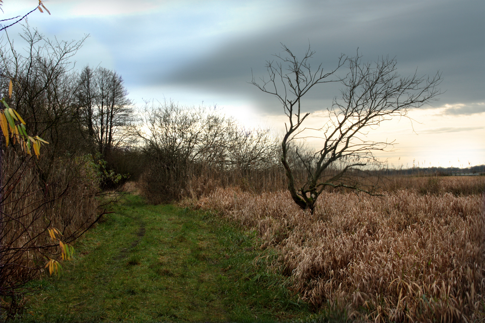 morgens im moor