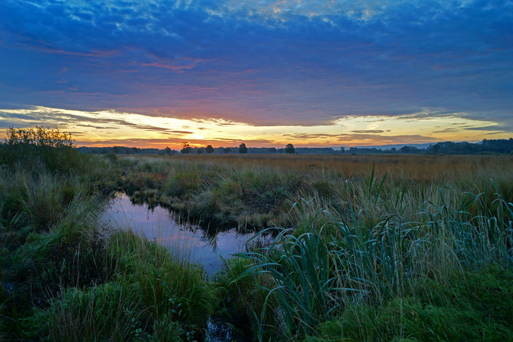 Morgens im Moor