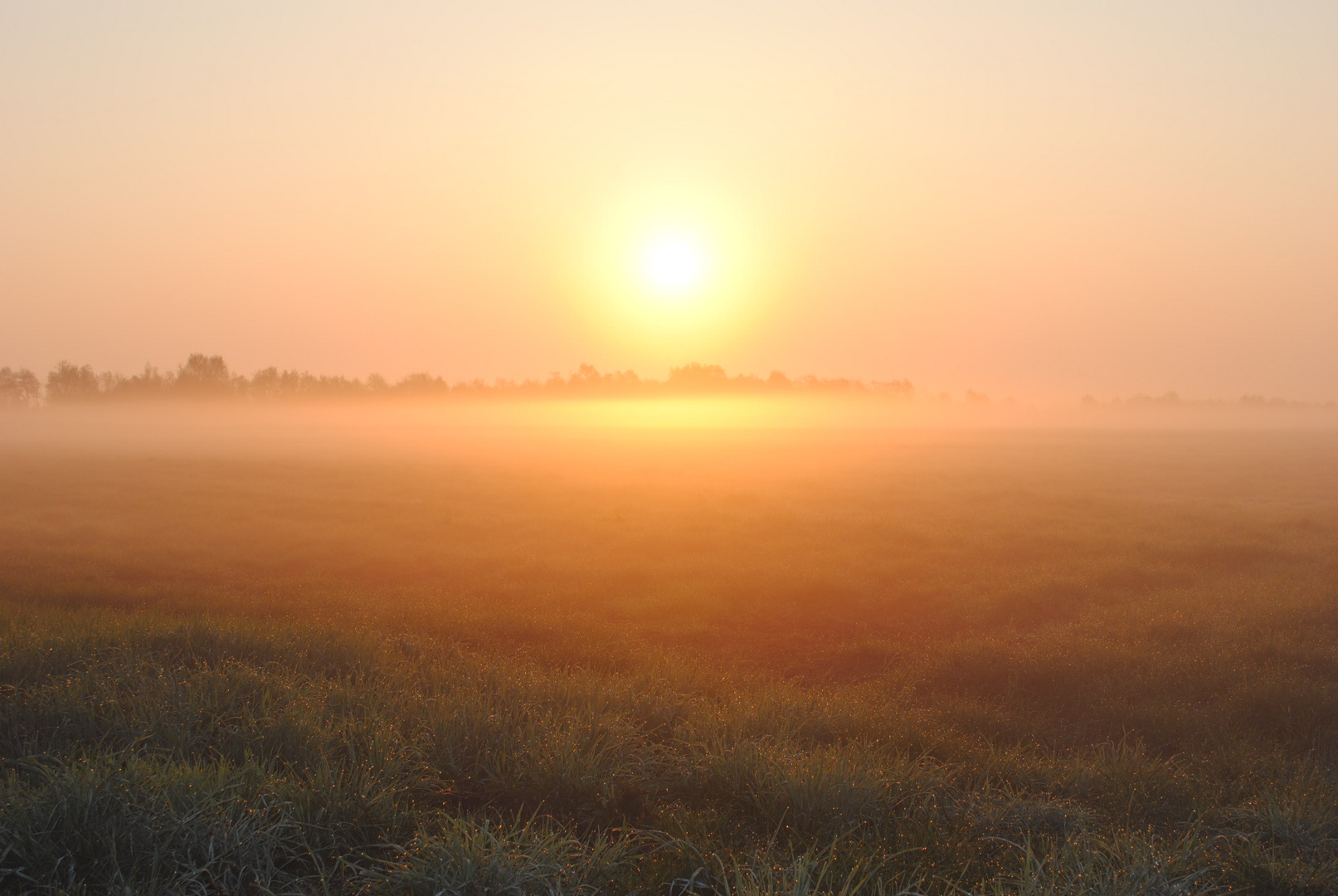 Morgens im Moor