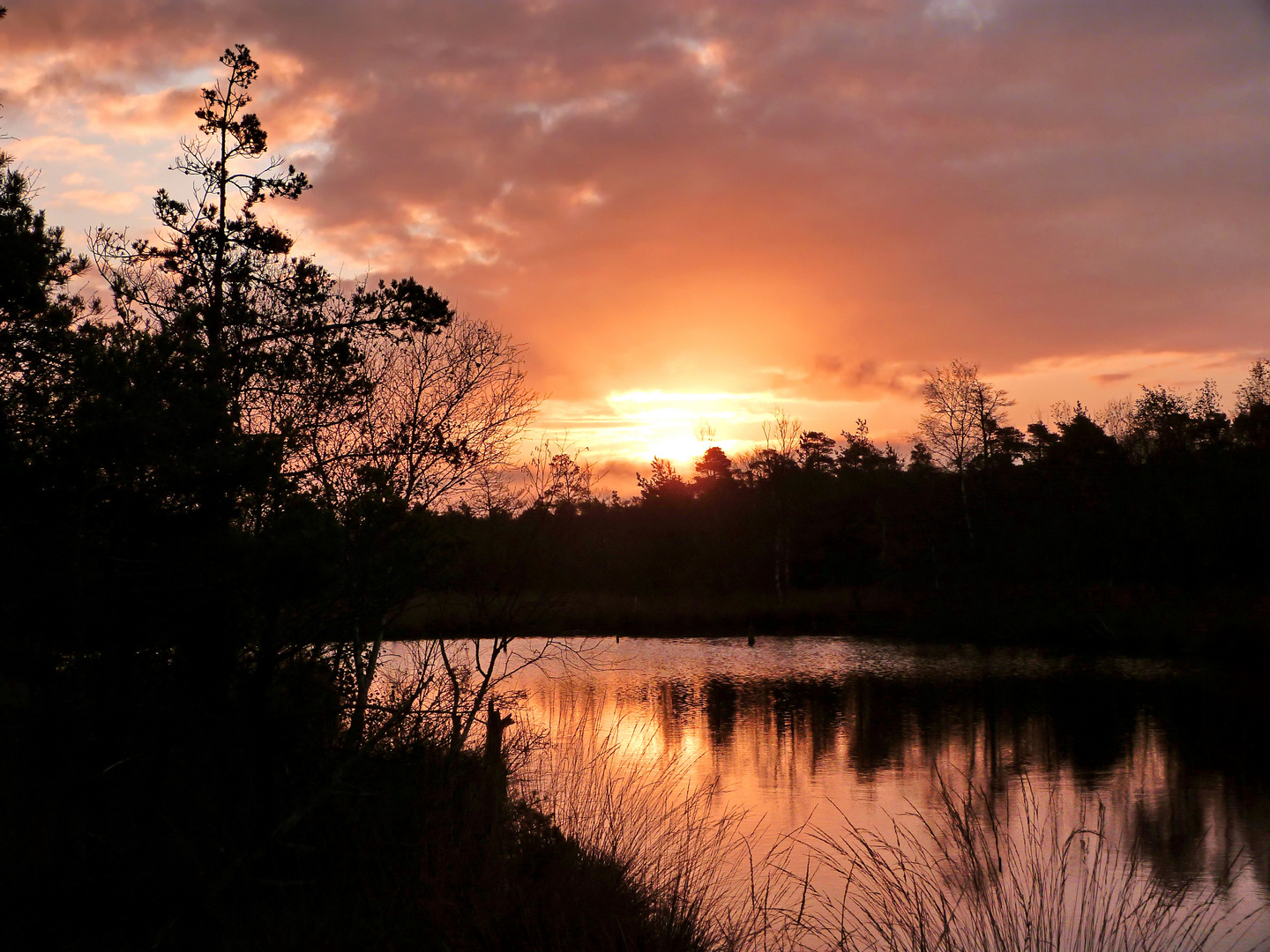 Morgens im Moor