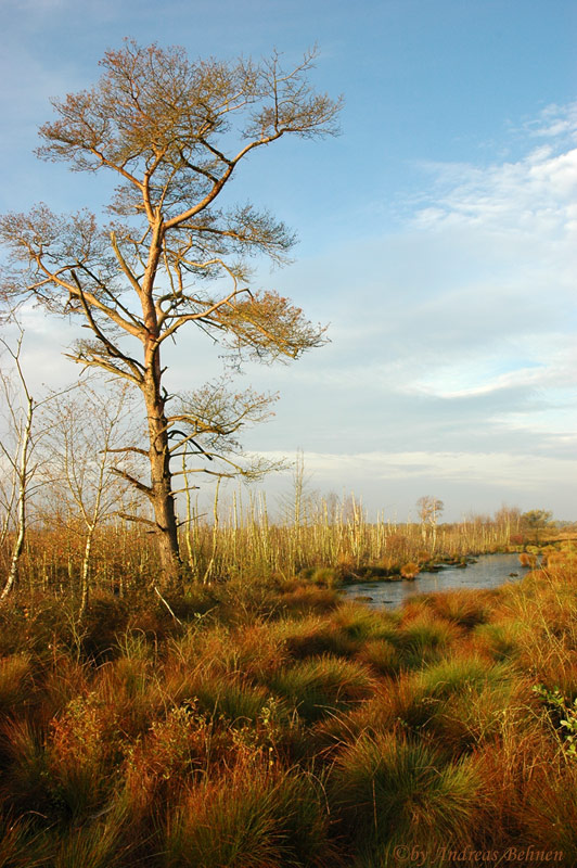 Morgens im Moor..