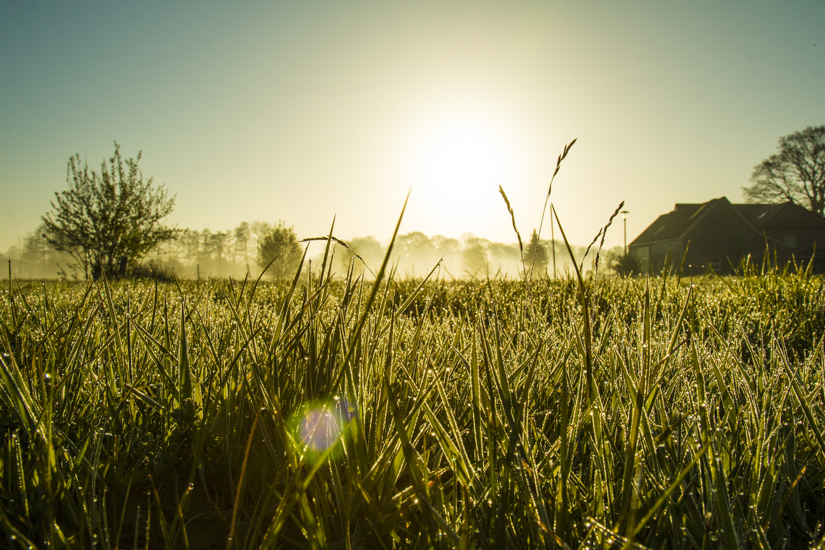 Morgens im Moor 