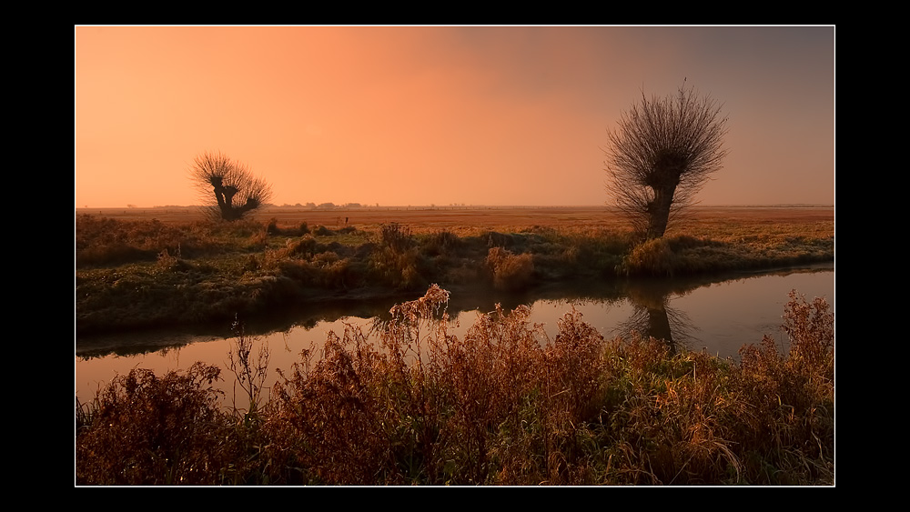 Morgens im Moor II