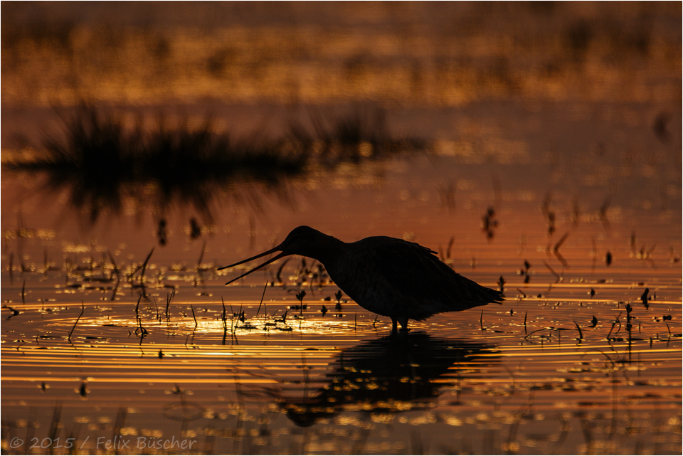 Morgens im Moor, wenn die Natur erwacht.