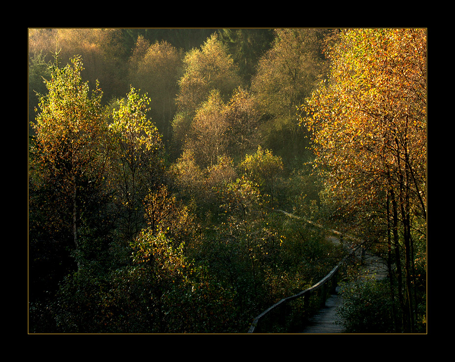 Morgens im Moorwäldchen - auf dem Holzweg... (7. der Serie  "Mecklenbruch")