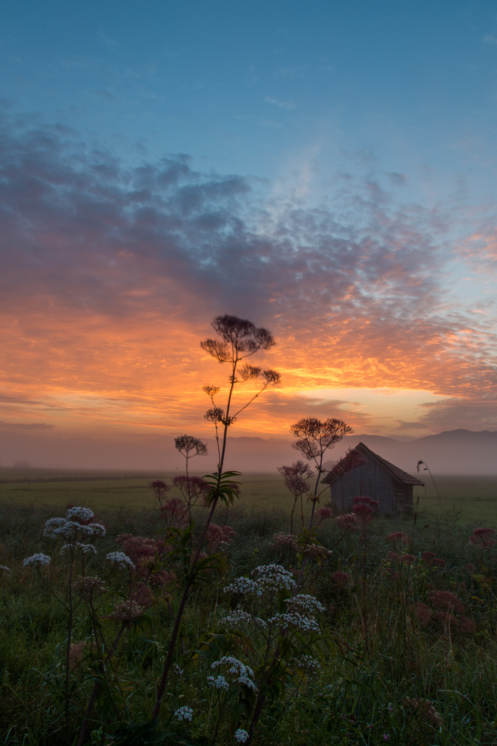 Morgens im Moos