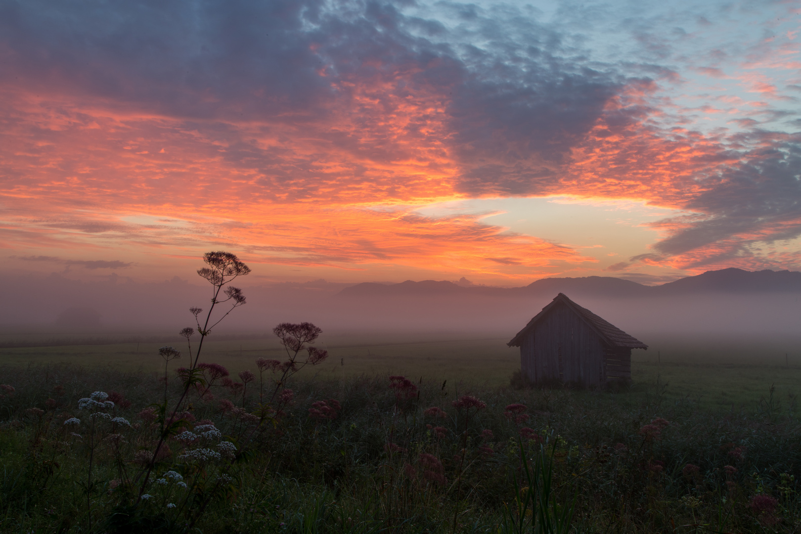 Morgens im Moos