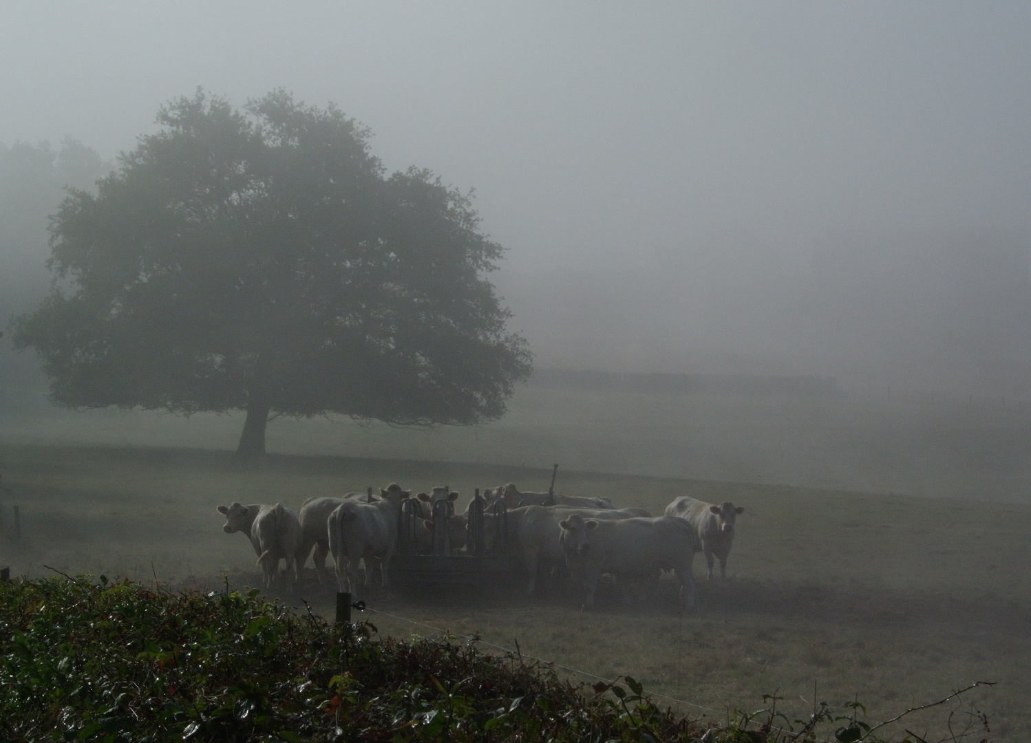 Morgens im Morvan, Burgund