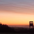 Morgens im Münstereifeler Wald