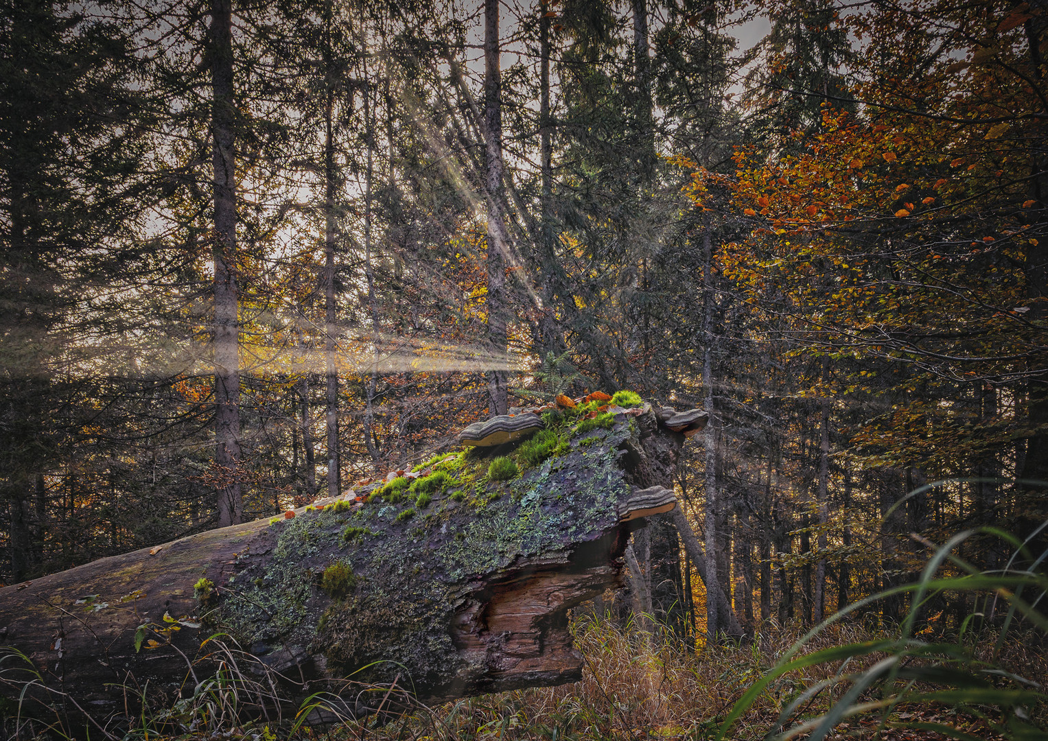 Morgens im Nationalpark Bayrischer Wald...