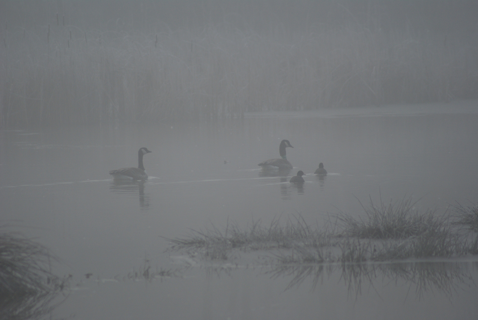 Morgens im Nebel