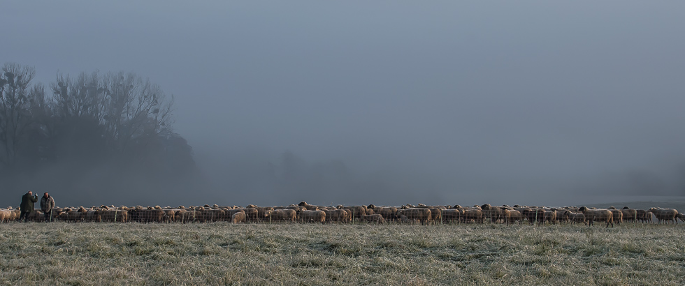 MORGENS IM NEBEL