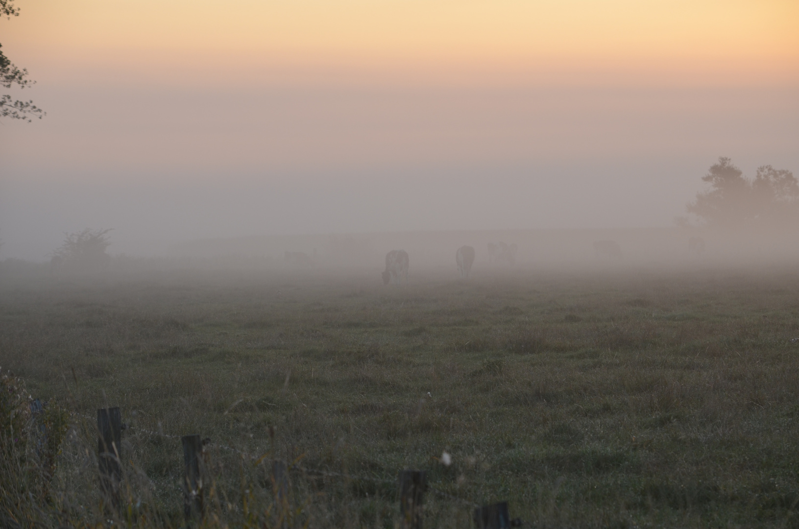 Morgens im Nebel