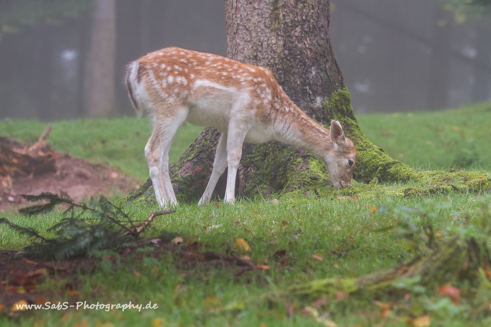 Morgens im Nebel