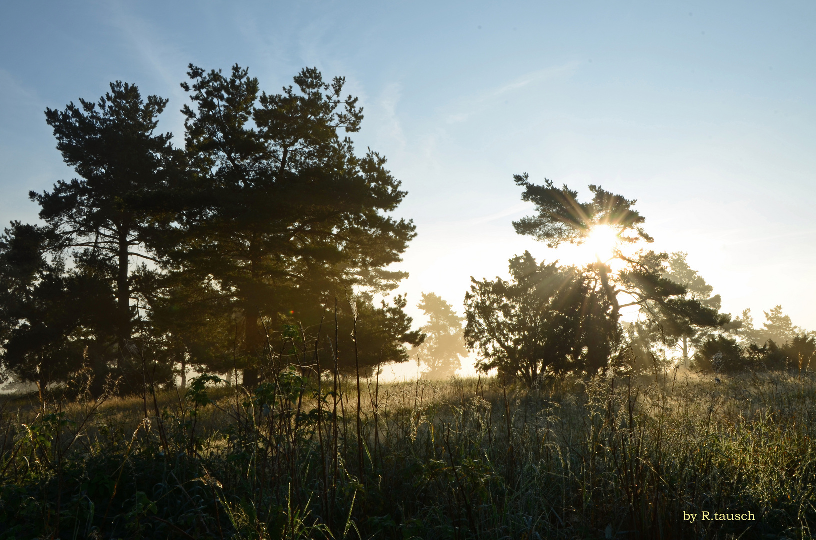 Morgens im Nebel