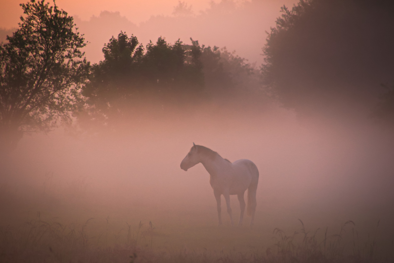 Morgens im Nebel