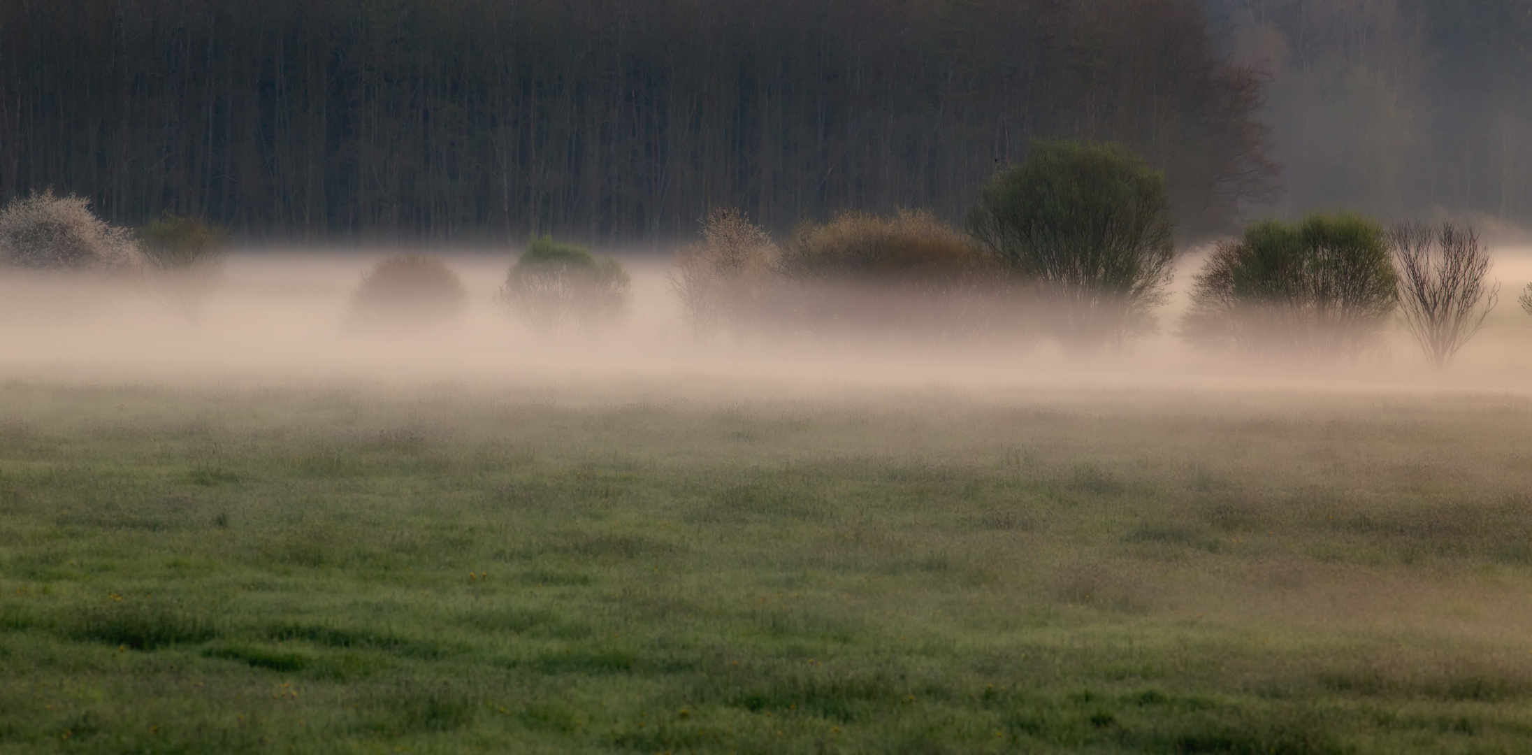 morgens im Nebel