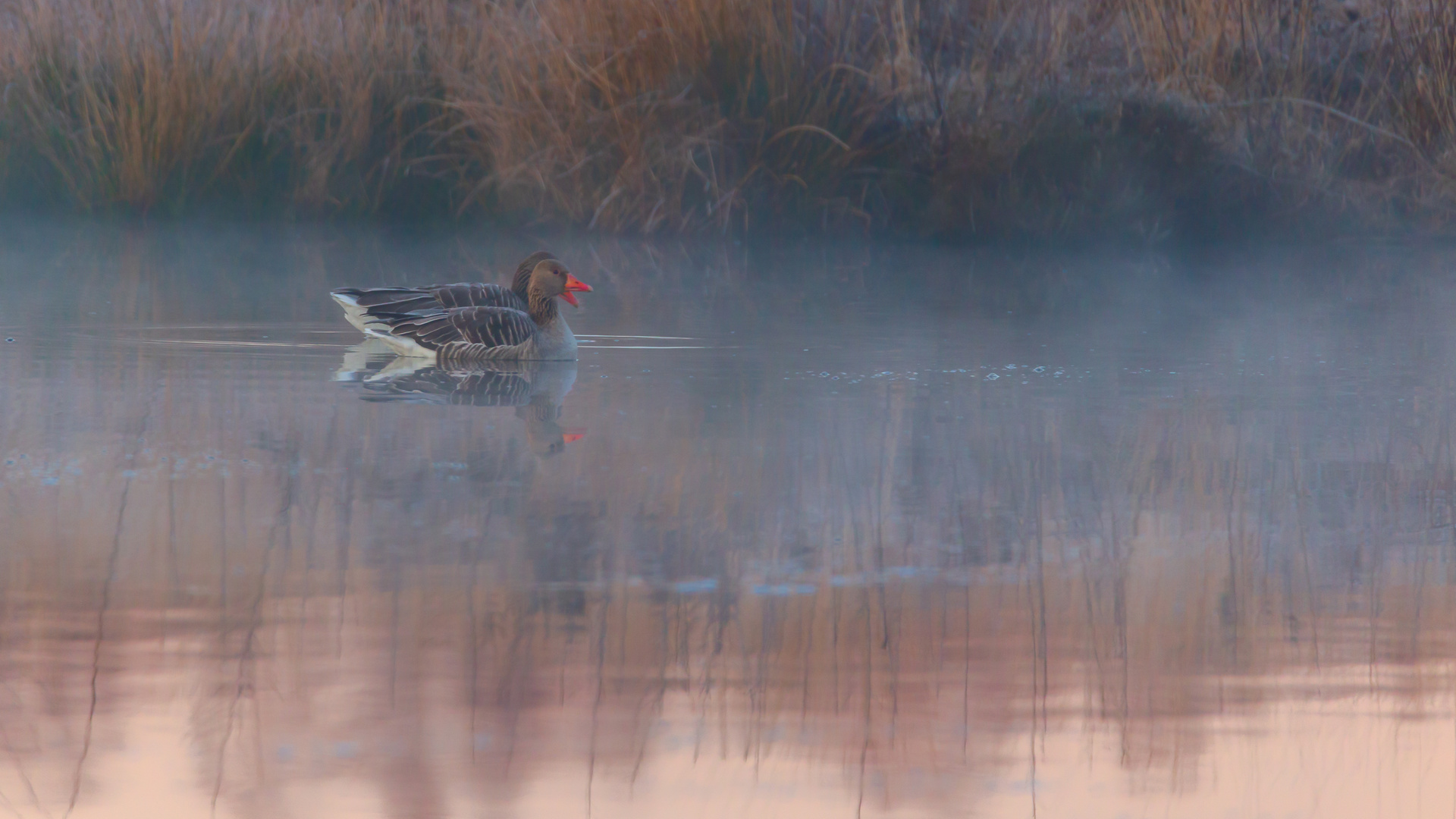 Morgens im Nebel