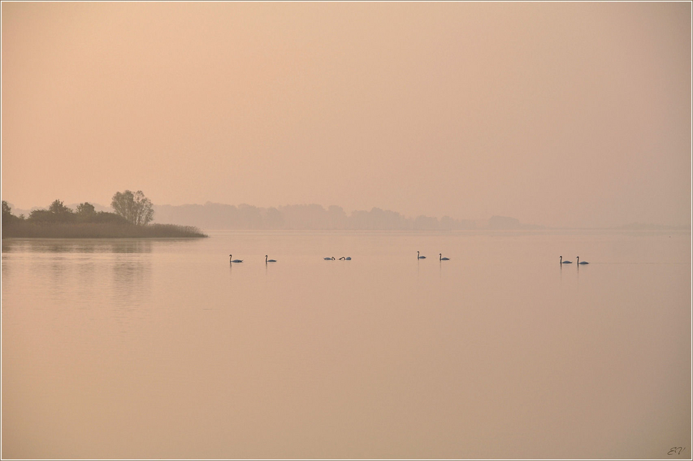 Morgens im Nebel...