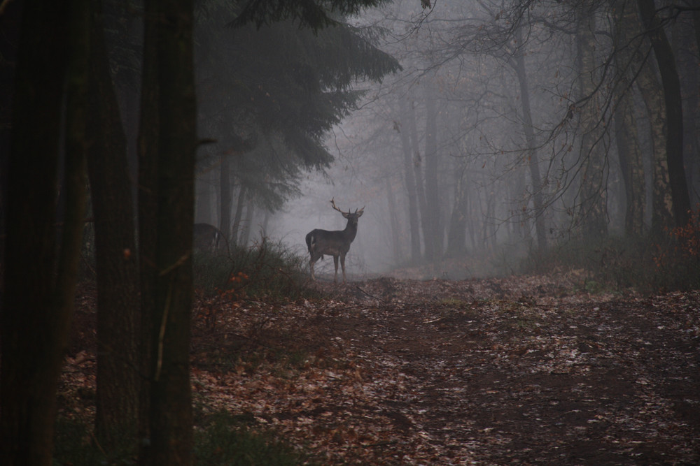 Morgens im Nebel....