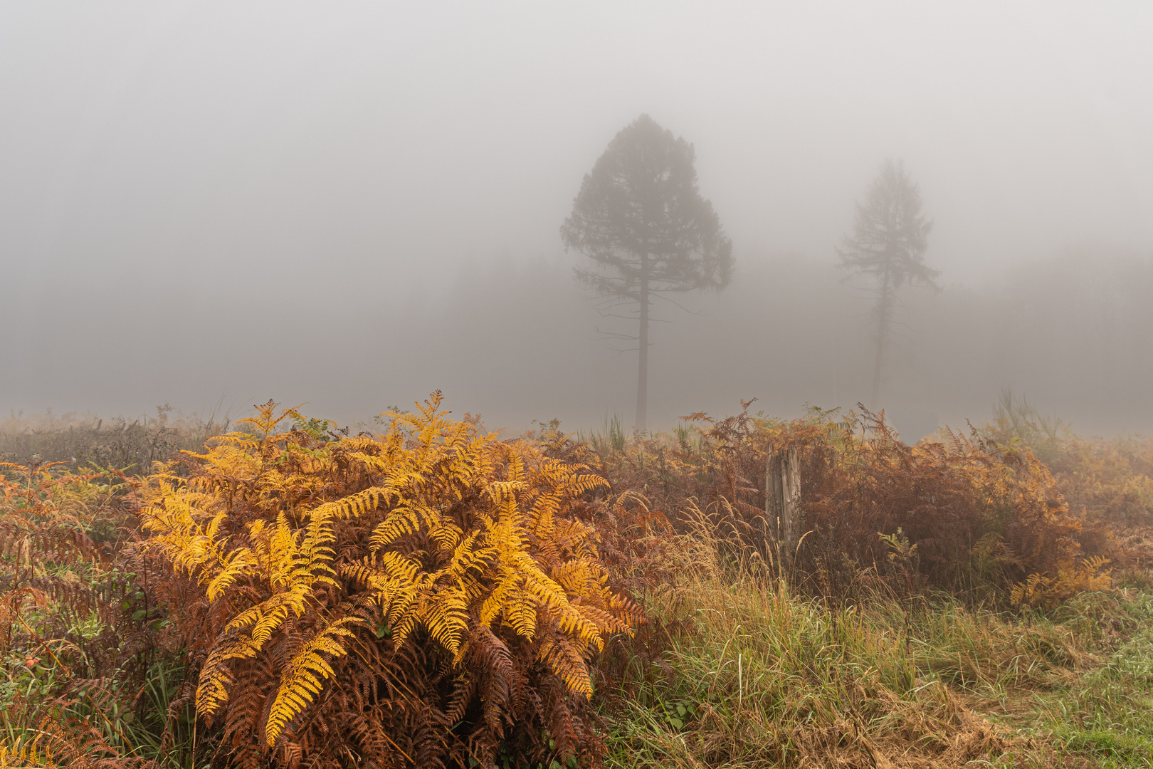 Morgens im Nebel