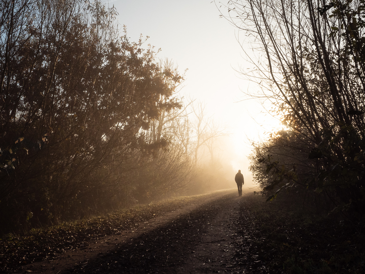 Morgens im Nebel