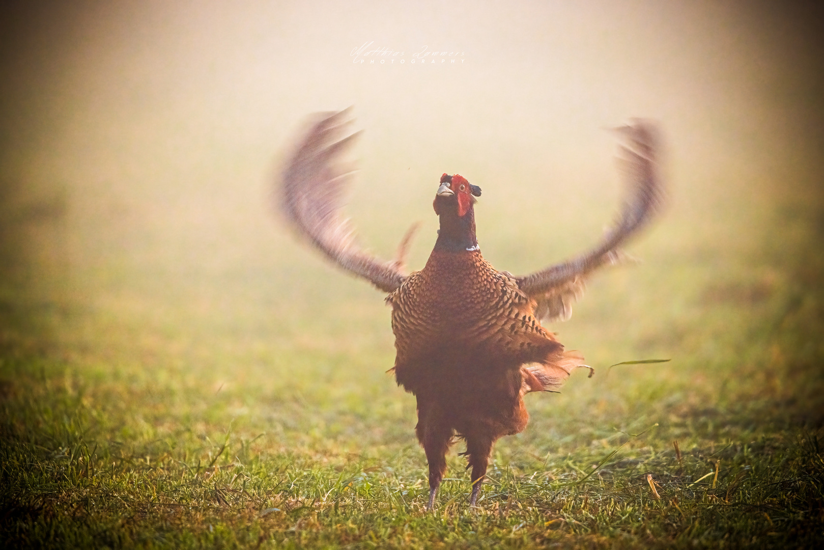 morgens im Nebel