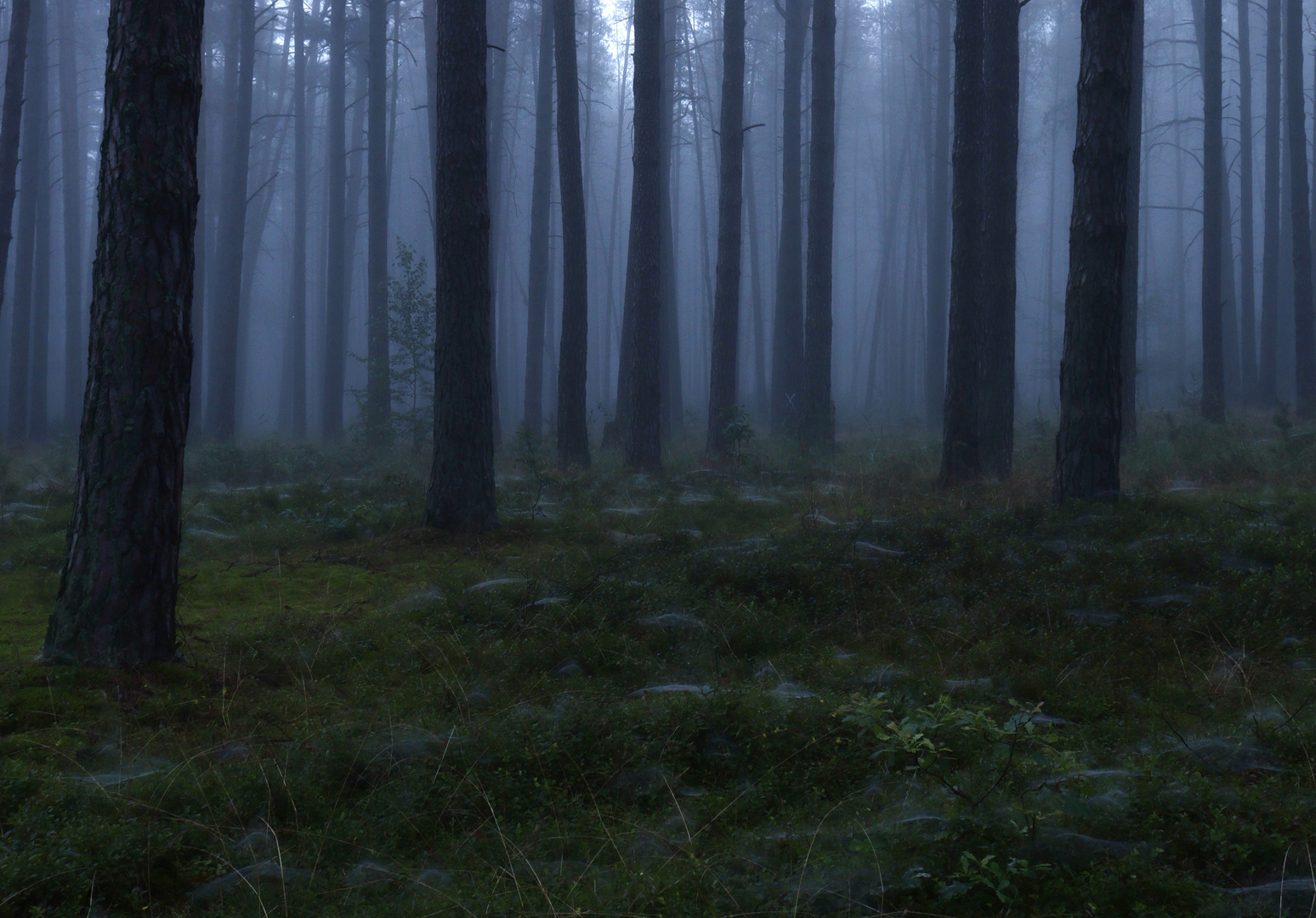 Morgens im Nebelwald 