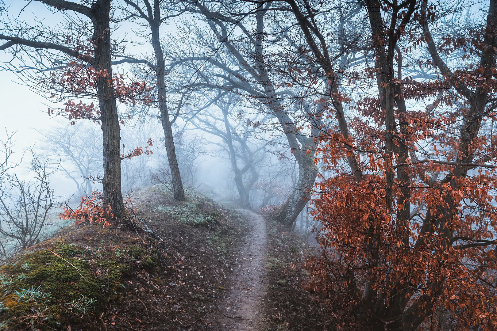 Morgens im Nebelwald