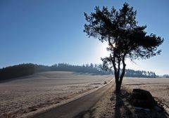 [ … Morgens im Oberpfälzer Wald ]