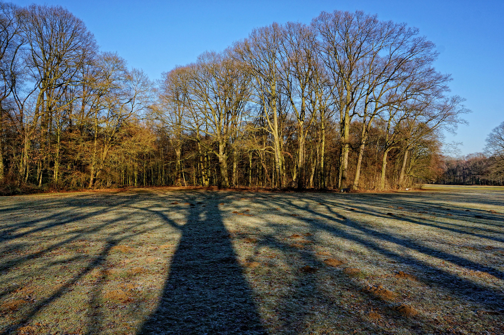 Morgens im Park