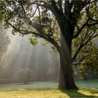 Morgens im Park