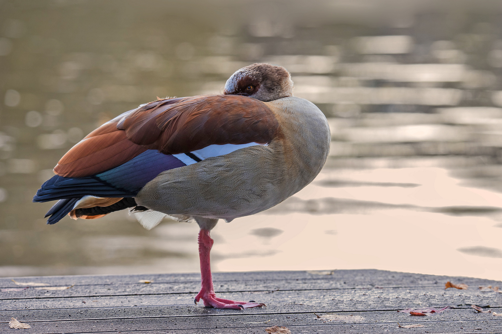 Morgens im Park 9