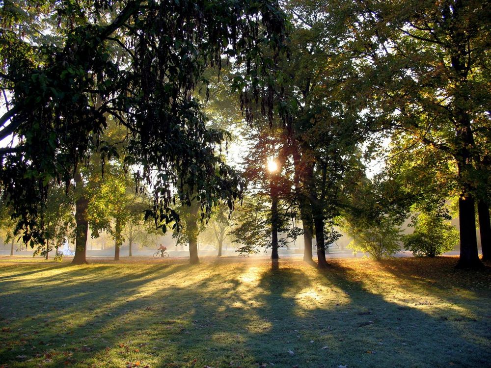 Morgens im Park